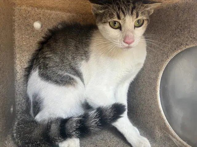 Effen - Domestic Short Hair