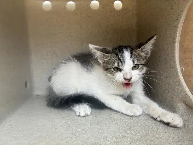 Effen - Domestic Short Hair