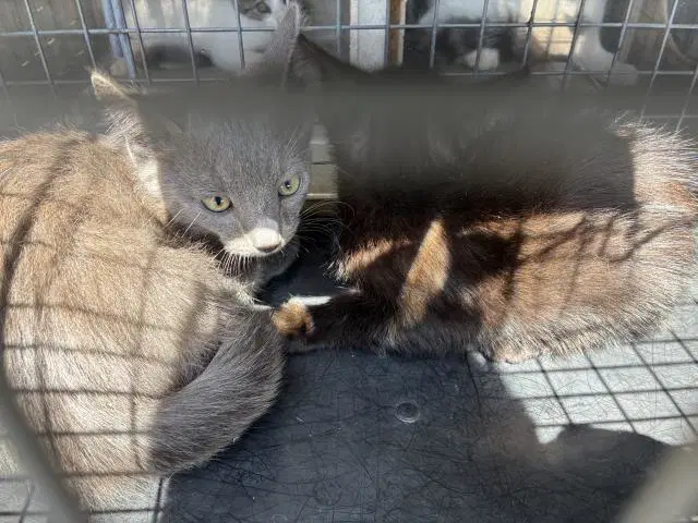 Effen - Domestic Short Hair