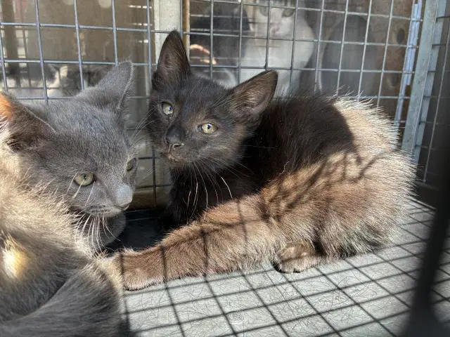Effen - Domestic Short Hair
