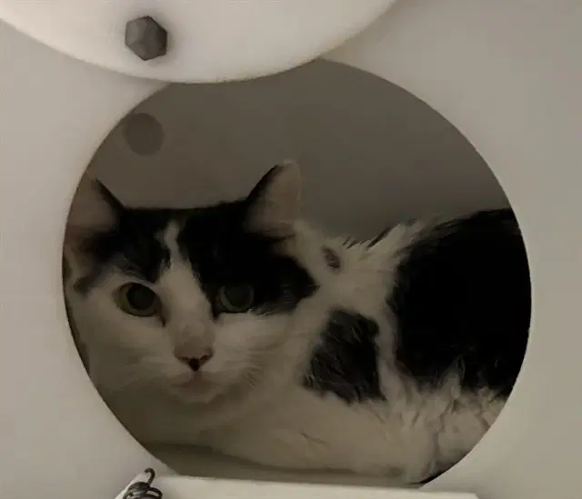 Unknown - Domestic Long Hair