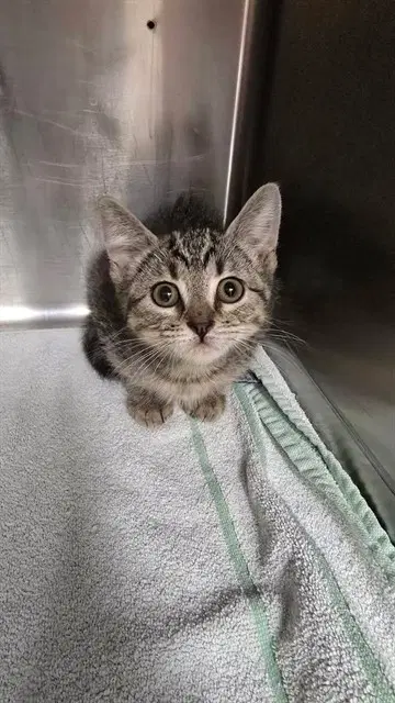Unknown - Domestic Short Hair