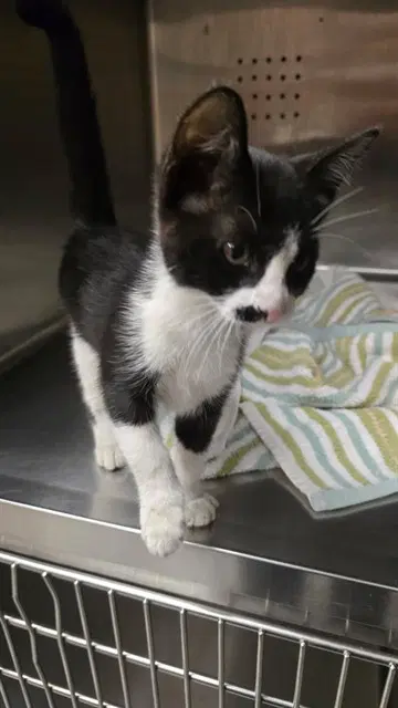 Unknown - Domestic Short Hair