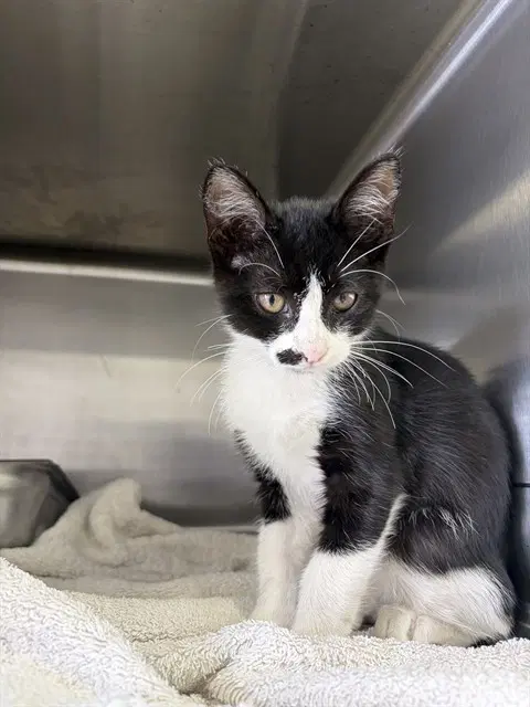Unknown - Domestic Short Hair