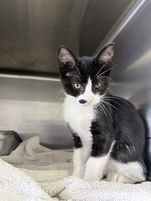 HENRIETTA, a cat for adoption from City of Rancho Cucamonga Animal Shelter