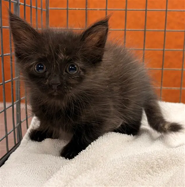 Unknown - Domestic Long Hair
