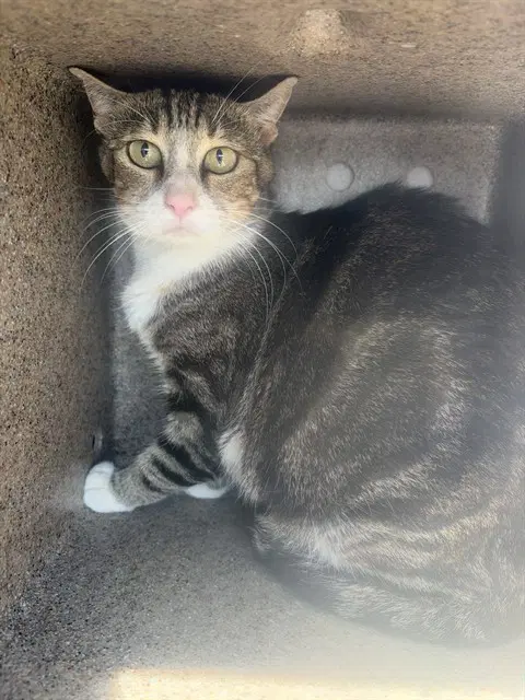 Effen - Domestic Short Hair