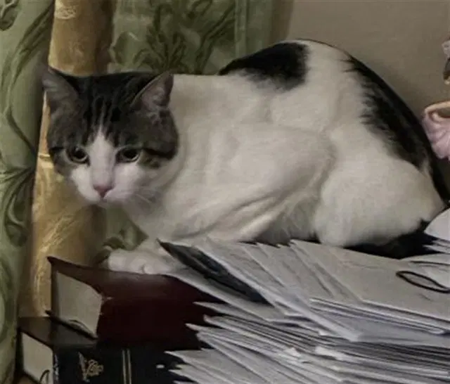 Paco - Domestic Short Hair