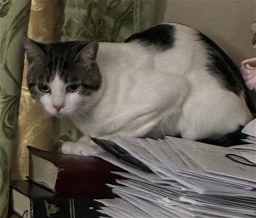 PACO, a cat for adoption from City of Rancho Cucamonga Animal Shelter