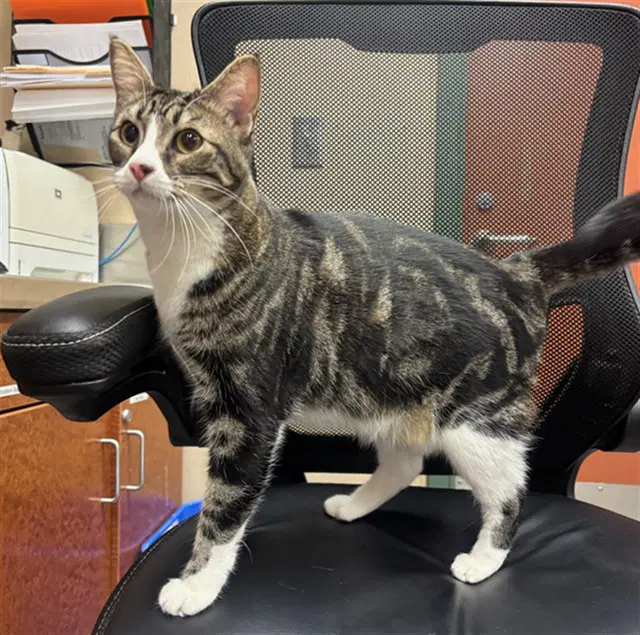 Winnie - Domestic Short Hair