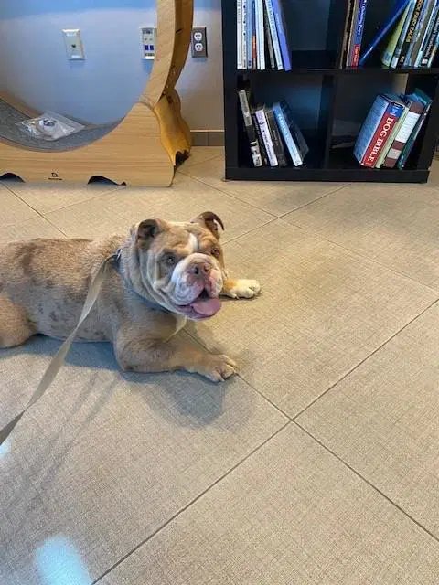 Unknown - English Bulldog