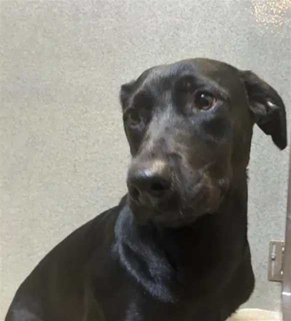 Unknown - Labrador Retriever