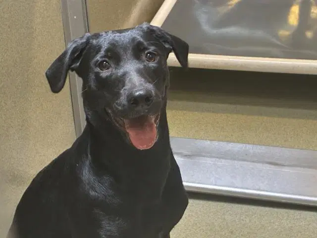 Unknown - Labrador Retriever