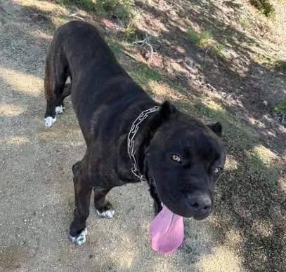 Unknown - Cane Corso Mastiff