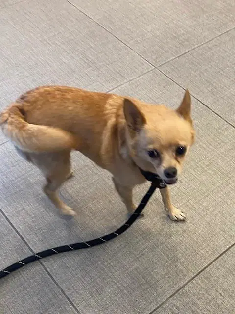 Unknown - Chihuahua