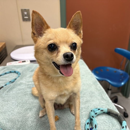 PIXIE, a dog for adoption from City of Rancho Cucamonga Animal Shelter