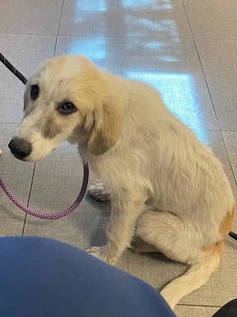 Unknown - Great Pyrenees