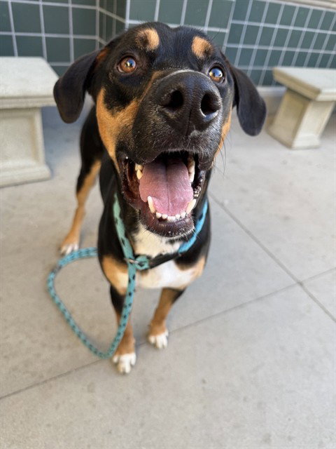 PRESLEY, a dog for adoption from City of Rancho Cucamonga Animal Shelter