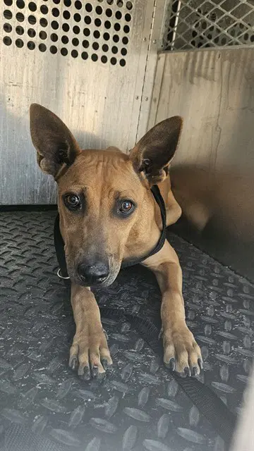 Unknown - Rhodesian Ridgeback