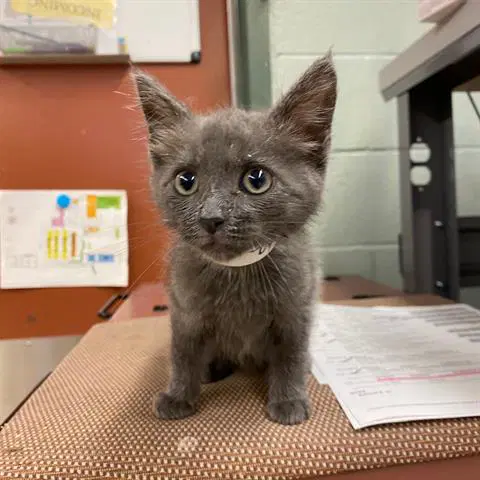 Josie - Domestic Medium Hair