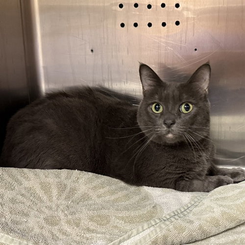 JOSIE, a cat for adoption from City of Rancho Cucamonga Animal Shelter