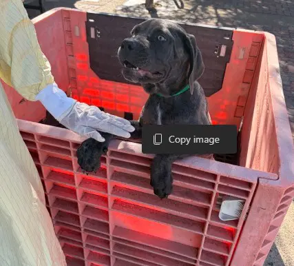 Unknown - Cane Corso Mastiff