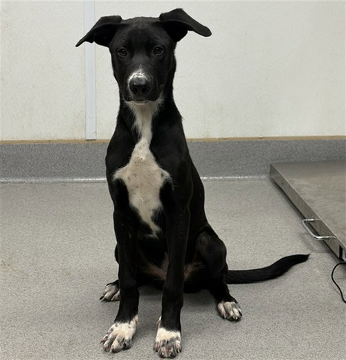 EMBER, a dog for adoption from City of Rancho Cucamonga Animal Shelter