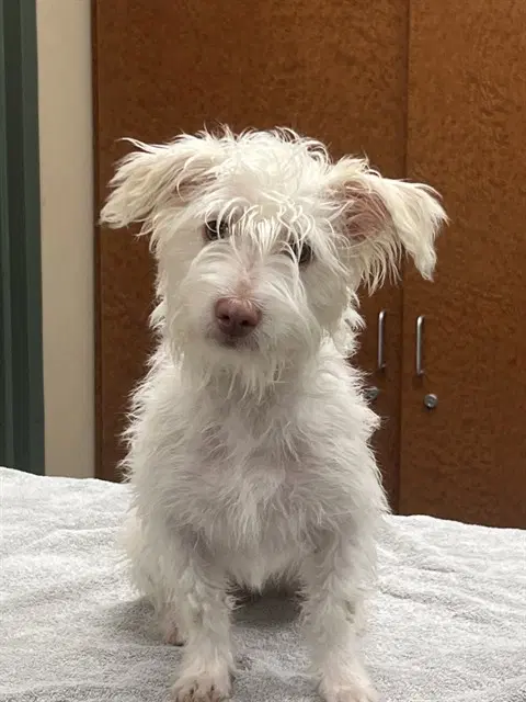 Betty White - Skye Terrier