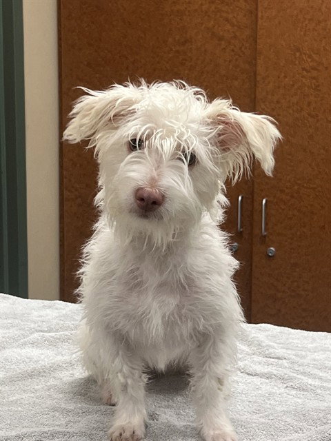 BETTY WHITE, a dog for adoption from City of Rancho Cucamonga Animal Shelter