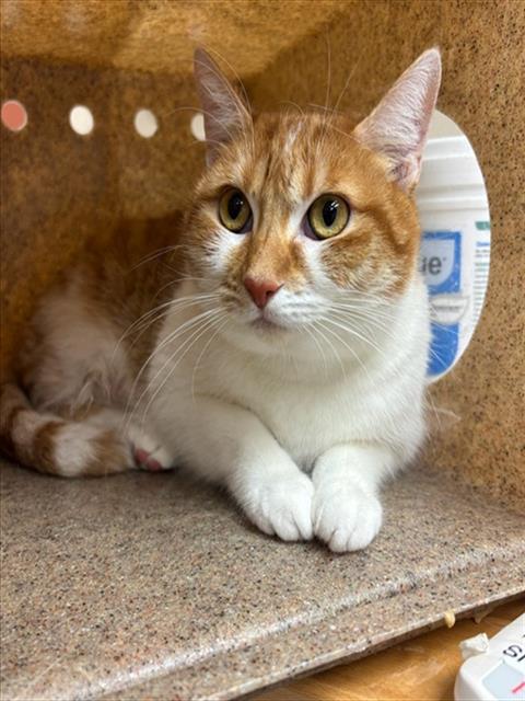 CECE, a cat for adoption from City of Rancho Cucamonga Animal Shelter