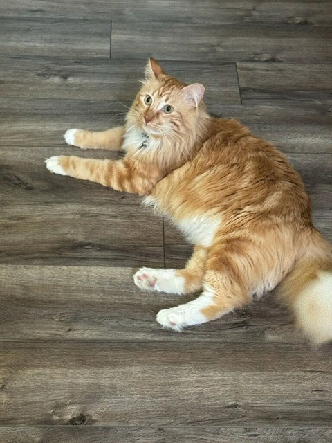 MILO, a cat for adoption from City of Rancho Cucamonga Animal Shelter
