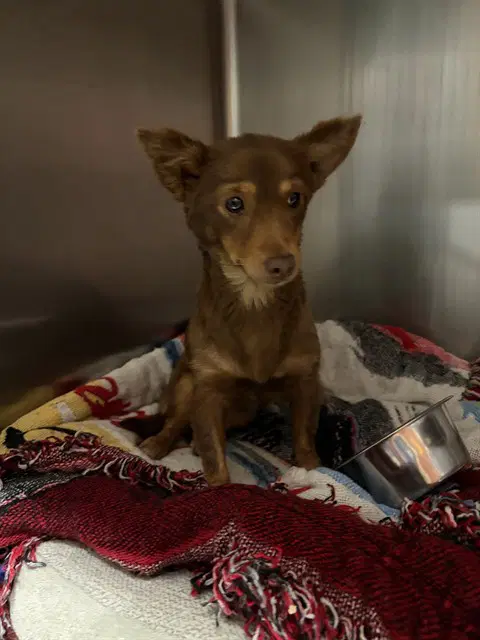 Vixey - Chihuahua