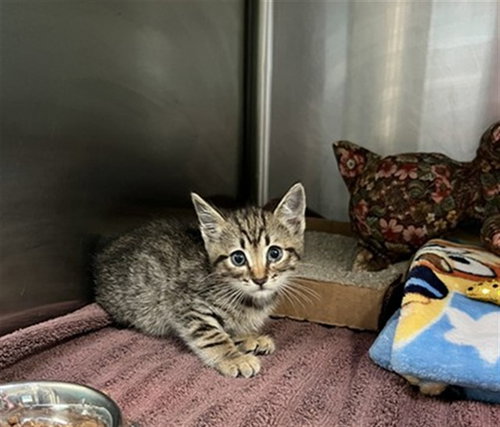 UNKNOWN, a cat for adoption from City of Rancho Cucamonga Animal Shelter
