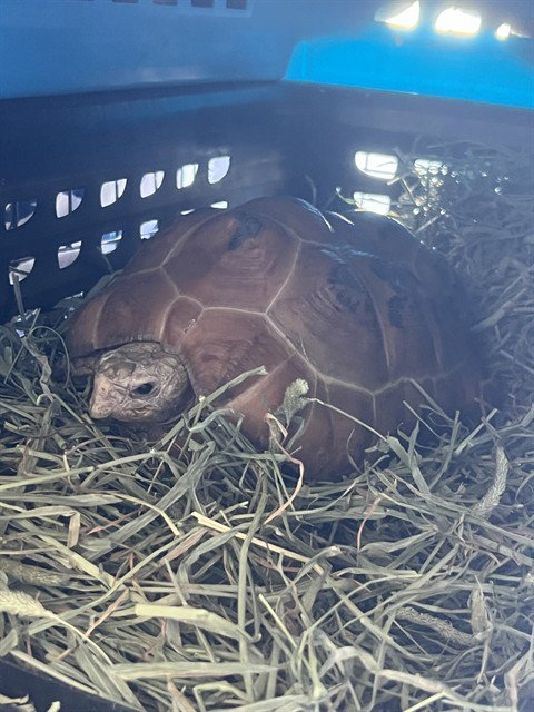 A781150, a tortoise for adoption from City of Rancho Cucamonga Animal Shelter
