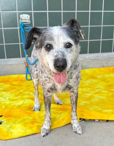 ODDIE, a dog for adoption from City of Rancho Cucamonga Animal Shelter