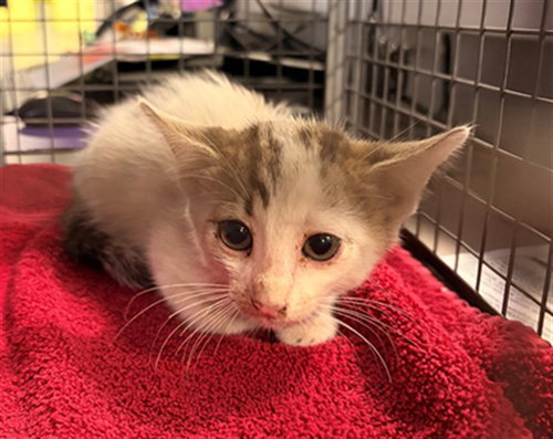 JOSHUA, a cat for adoption from City of Rancho Cucamonga Animal Shelter