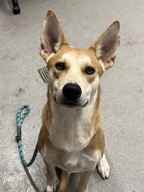 Shea Butter - Carolina Dog