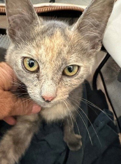 JILL, a cat for adoption from City of Rancho Cucamonga Animal Shelter