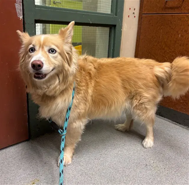 Hazel - Pembroke Welsh Corgi