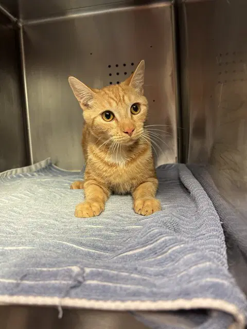 Dough Boy - Domestic Short Hair
