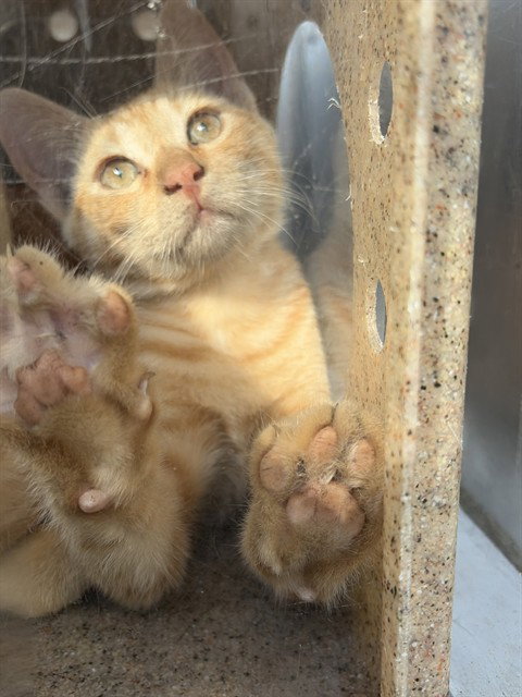 GALA 3, a cat for adoption from City of Rancho Cucamonga Animal Shelter