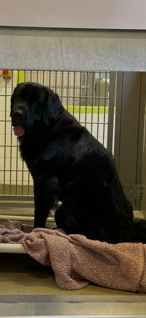 ATLAS, a dog for adoption from City of Rancho Cucamonga Animal Shelter