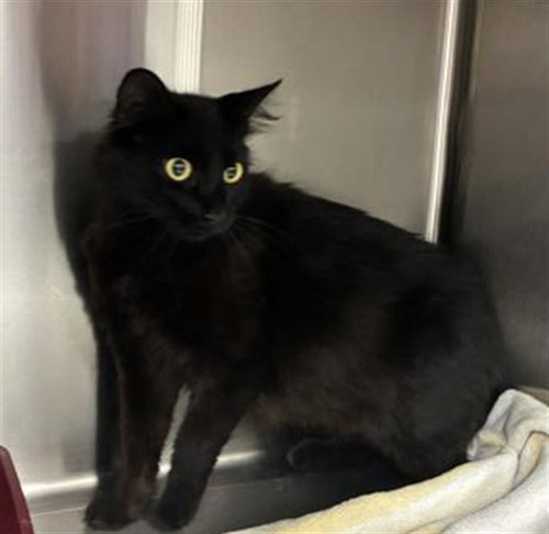 CORALINE, a cat for adoption from City of Rancho Cucamonga Animal Shelter