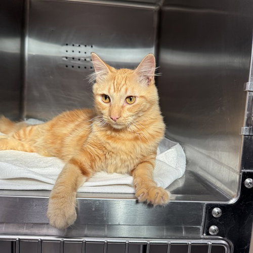 CHEF, a cat for adoption from City of Rancho Cucamonga Animal Shelter