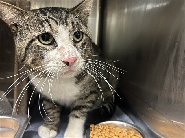 Oatman 2, Domestic Short Hair