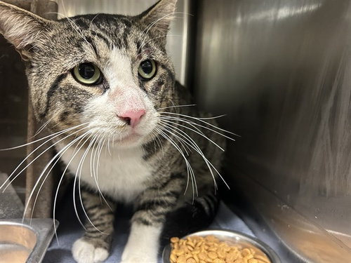 OATMAN 2, a cat for adoption from City of Rancho Cucamonga Animal Shelter