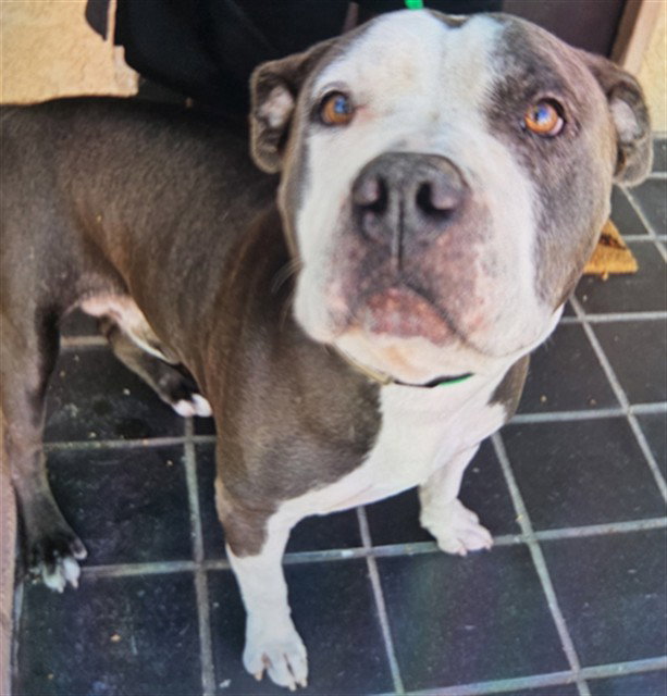 A781214, American Staffordshire Terrier