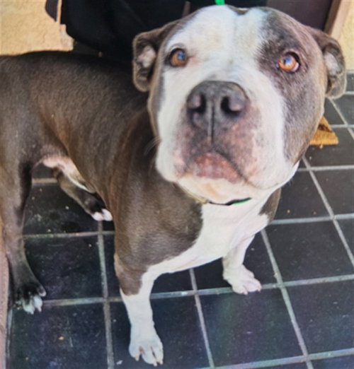 LARRY, a dog for adoption from City of Rancho Cucamonga Animal Shelter
