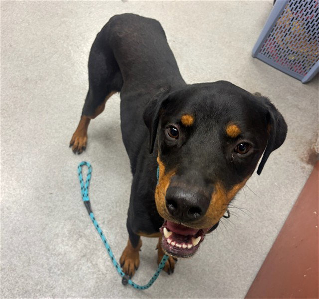Chopper, Rottweiler