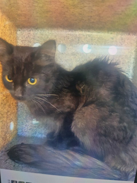 GALA 4, a cat for adoption from City of Rancho Cucamonga Animal Shelter